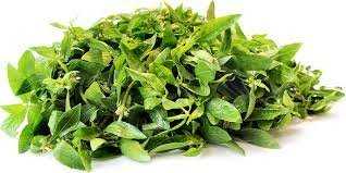 Ponnanganni Keerai(Dwarf Copperleaf spinach)