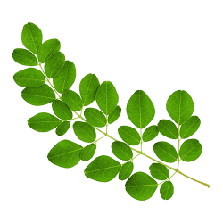Drumstick Leaves(Moringa oleifera)