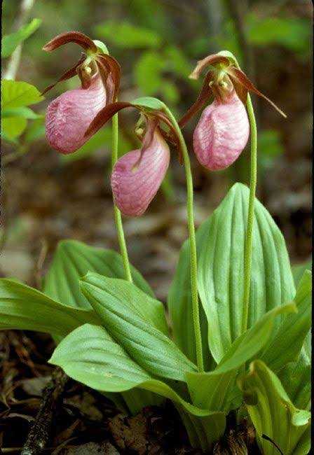 Lady’s slipper orchid