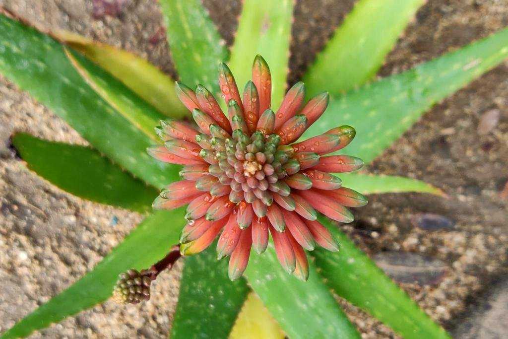  Aloe Vera Flower