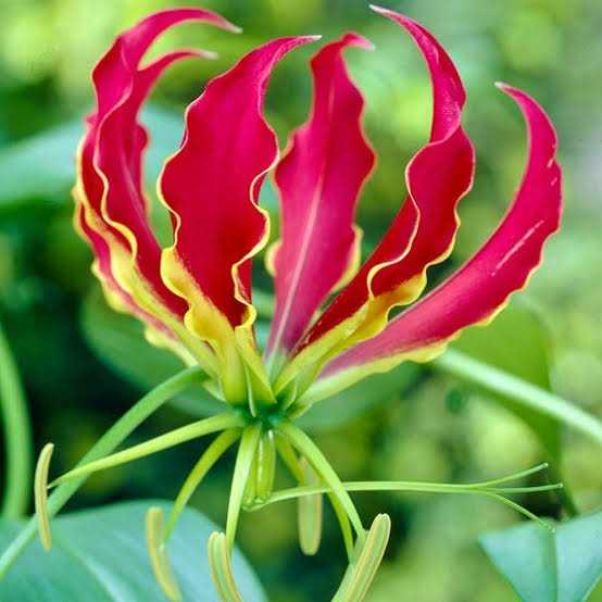 Glory Lily