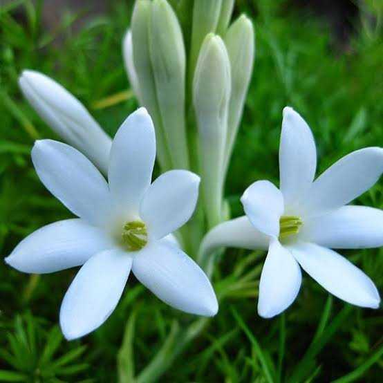 Mexican Tuberose